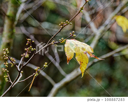 日本固有種クスノキ科シロ文字の黄葉 108887283