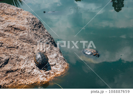 Red Eared Terrapin, trachemys scripta elegans Red Eared Terrapin, trachemys scripta elegans 108887659
