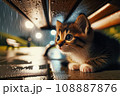 雨降る夜の公園で雨宿りをしながら何かを見つめる子猫：AI生成画像 108887876