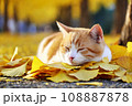 イチョウの落ち葉の上で眠ってしまった猫：AI生成画像 108887878