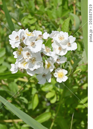 植物：ノイバラ　バラ科 108887919