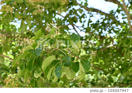 樹木：ヒトツバタゴ　モクセイ科 108887947