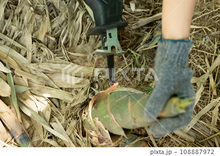 Farmer's hands are using a chainsaw to collect bamboo shoots. Farmer's hands are using a chainsaw to collect bamboo shoots. 108887972