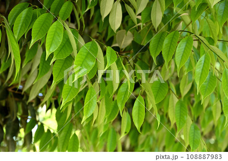 樹木：スダジイ　ブナ科 108887983