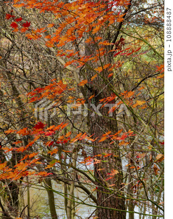 岐阜県根ノ上高原の紅葉　ムクロジ科コハウチワカエデ 108888487