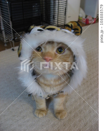 被り物を着る猫 被り物を着る猫 108888579