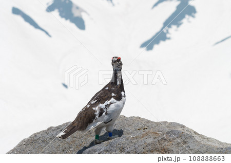 野鳥　白い雪を背景に佇む雄のライチョウ 108888663
