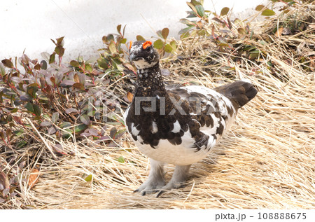 野鳥 白い雪と雄のライチョウ 野鳥 白い雪と雄のライチョウ 108888675
