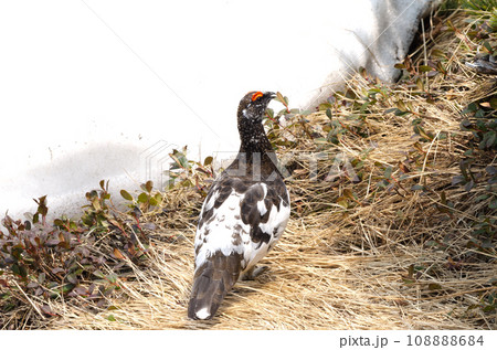 野鳥　白い雪と雄のライチョウ 108888684