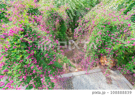 京都市伏見区勝念寺（かましきさん）に咲く清楚な秋の七草萩を撮影 108888839