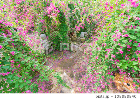京都市伏見区勝念寺（かましきさん）に咲く清楚な秋の七草萩を撮影 108888840