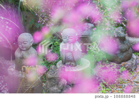 京都市伏見区勝念寺(かましきさん)に咲く清楚な秋の七草萩を撮影 京都市伏見区勝念寺(かましきさん)に咲く清楚な秋の七草萩を撮影 108888848