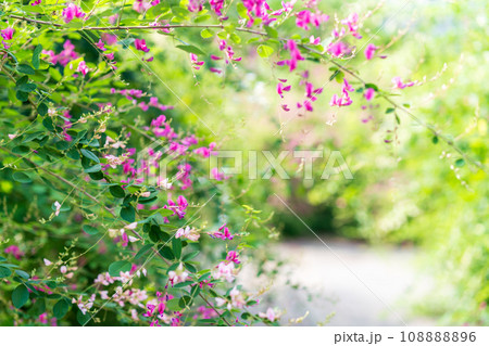 京都市伏見区勝念寺（かましきさん）に咲く清楚な秋の七草萩を撮影 108888896