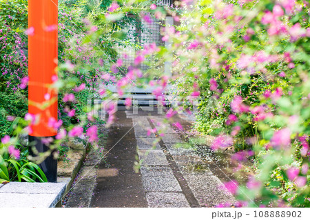 京都市伏見区勝念寺（かましきさん）に咲く清楚な秋の七草萩を撮影 108888902