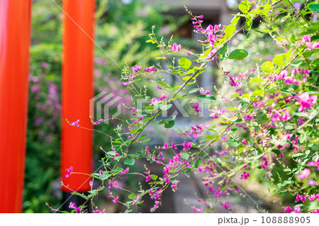 京都市伏見区勝念寺（かましきさん）に咲く清楚な秋の七草萩を撮影 108888905