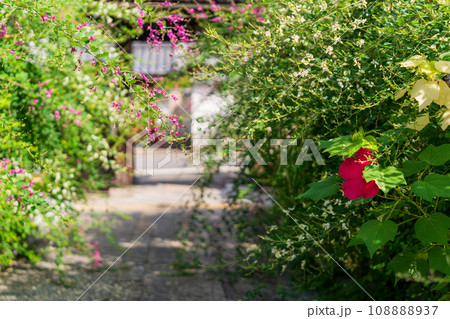 京都市伏見区勝念寺（かましきさん）に咲く清楚な秋の七草萩を撮影 108888937