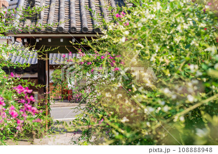 京都市伏見区勝念寺（かましきさん）に咲く清楚な秋の七草萩を撮影 108888948