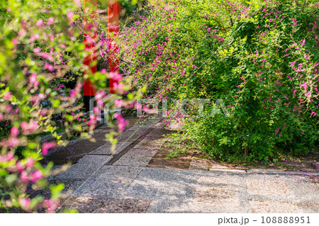 京都市伏見区勝念寺（かましきさん）に咲く清楚な秋の七草萩を撮影 108888951