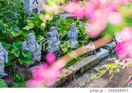 京都市伏見区勝念寺（かましきさん）に咲く清楚な秋の七草萩を撮影 108888955