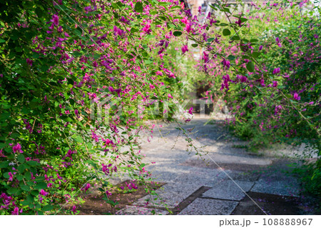 京都市伏見区勝念寺（かましきさん）に咲く清楚な秋の七草萩を撮影 108888967