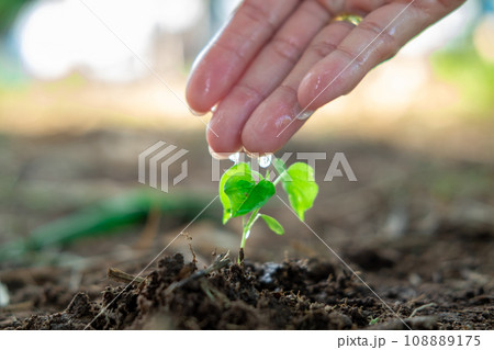 A farmer's hand is dripping water onto a young plant. 108889175