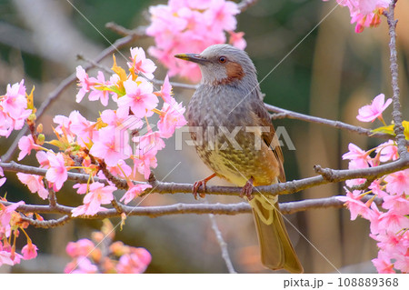 河津桜とヒヨドリ 108889368