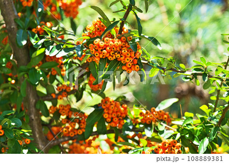 オレンジ色のピラカンサの実（秋、十一月） 108889381
