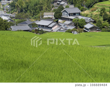 新緑に覆われる明日香村細川の棚田 108889484