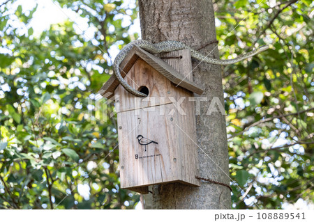 蛇に襲われた鳥の巣箱 蛇に襲われた鳥の巣箱 108889541