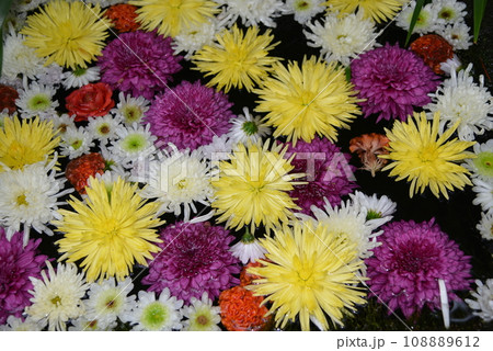 菊の花手水　フローティングフラワー 108889612