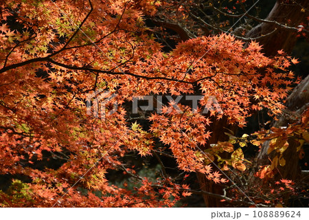 黒い背景に輝く紅い紅葉の葉 黒い背景に輝く紅い紅葉の葉 108889624