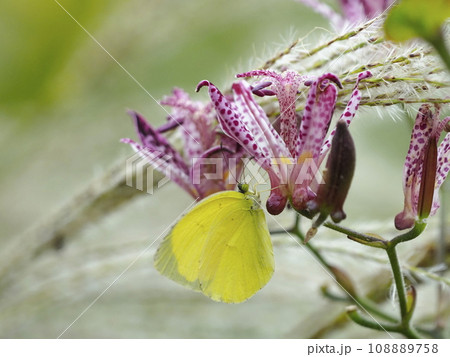 花の蜜を吸うキチョウ 花の蜜を吸うキチョウ 108889758