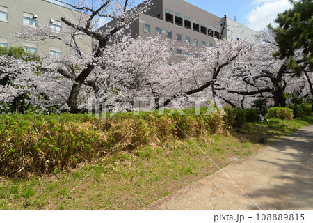 東京 四ッ谷の桜並木 東京 四ッ谷の桜並木 108889815