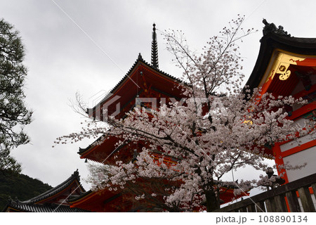 清水寺 三重塔と満開の桜(京都市東山区) 清水寺 三重塔と満開の桜(京都市東山区) 108890134