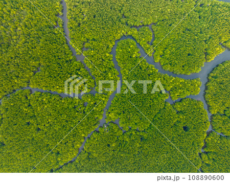 Amazing abundant mangrove forest, Aerial view of forest trees Rainforest ecosystem and healthy environment background, Texture of green trees forest top down, High angle view Amazing abundant mangrove forest, Aerial view of forest trees Rainforest ecosystem and healthy environment background, Texture of green trees forest top down, High angle view 108890600