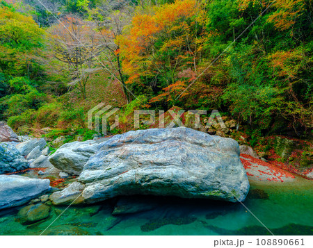 紅葉した秋の川の渓流　高知県　中津渓谷 108890661
