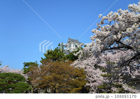 長浜城と満開の桜(滋賀県長浜市) 長浜城と満開の桜(滋賀県長浜市) 108891170