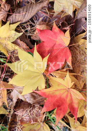 公園の色付く木々の紅葉（北海道） 108891400