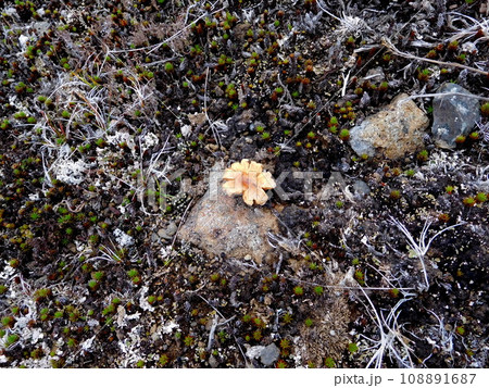 アイスランド ミーヴァトン近く キノコ アイスランド ミーヴァトン近く キノコ 108891687