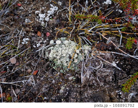 アイスランド　ミーヴァトン近く　植物 108891702