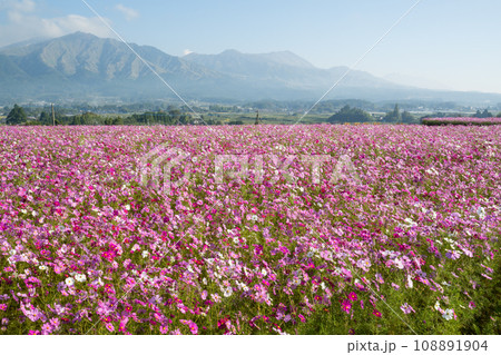 朝もやの中にコスモスの花が咲く南阿蘇の風景 108891904