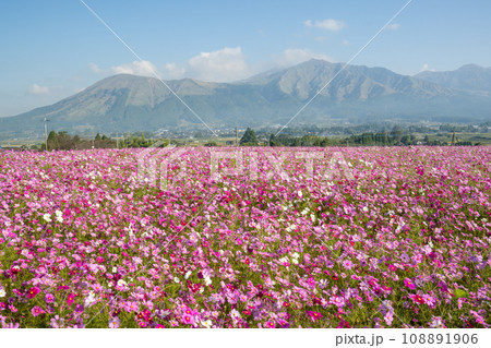 朝もやの中にコスモスの花が咲く南阿蘇の風景 朝もやの中にコスモスの花が咲く南阿蘇の風景 108891906