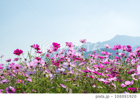朝もやの中にコスモスの花が咲く南阿蘇の風景 朝もやの中にコスモスの花が咲く南阿蘇の風景 108891920