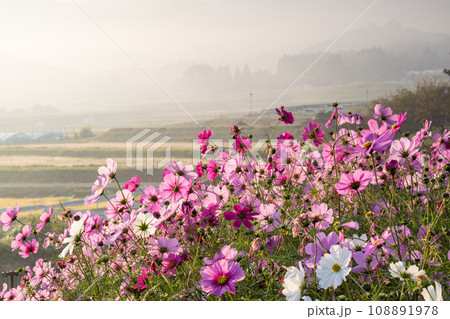 朝もやの中にコスモスの花が咲く南阿蘇の風景 108891978