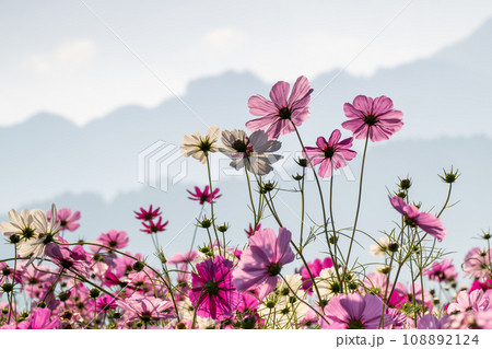 朝もやの中にコスモスの花が咲く南阿蘇の風景 108892124