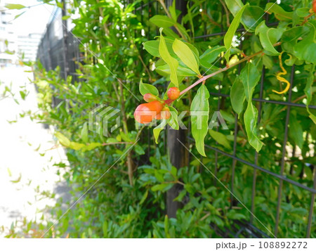 ザクロの花 108892272