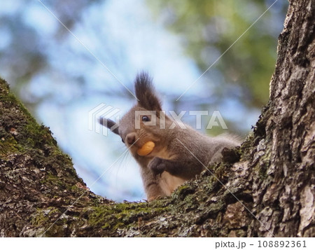 木に登るエゾリス 木に登るエゾリス 108892361