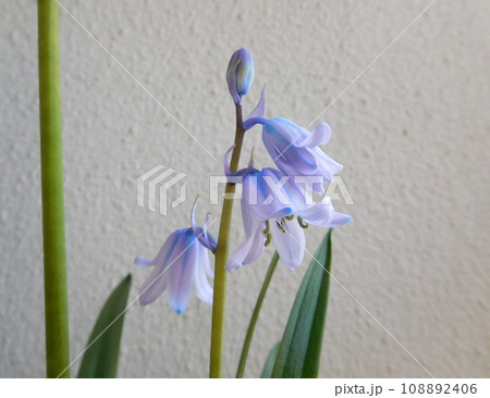 ヒヤシンソイデス 108892406