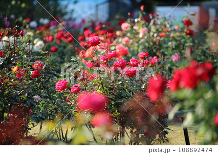 荒尾市　おもやい市民花壇　バラの花、 108892474