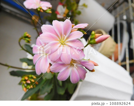 レウィシアの淡いピンクの花 108892624